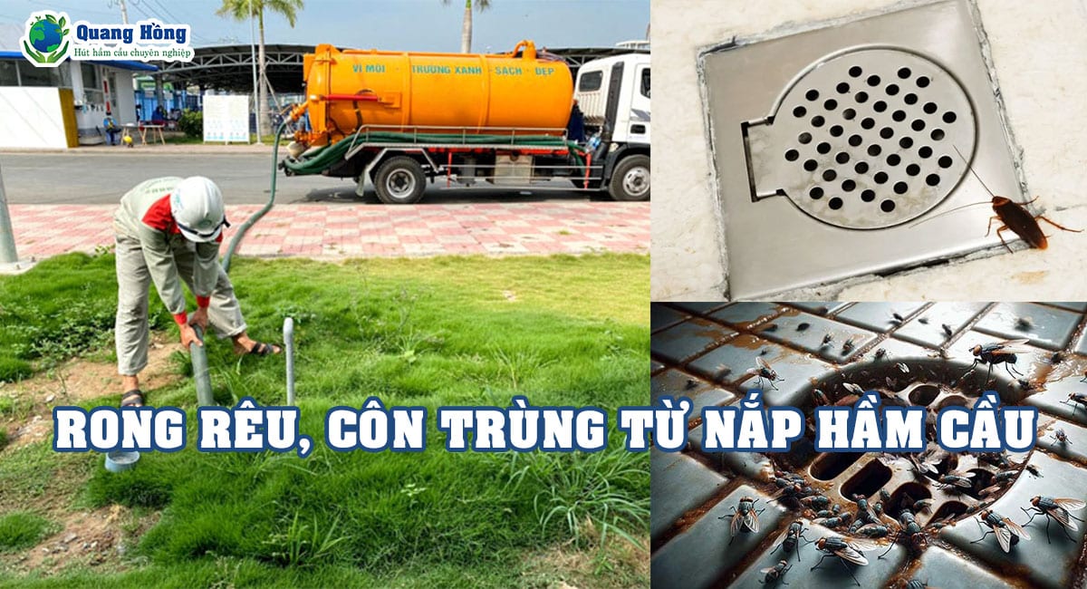 Rong rêu côn trùng từ nắp hầm cầu